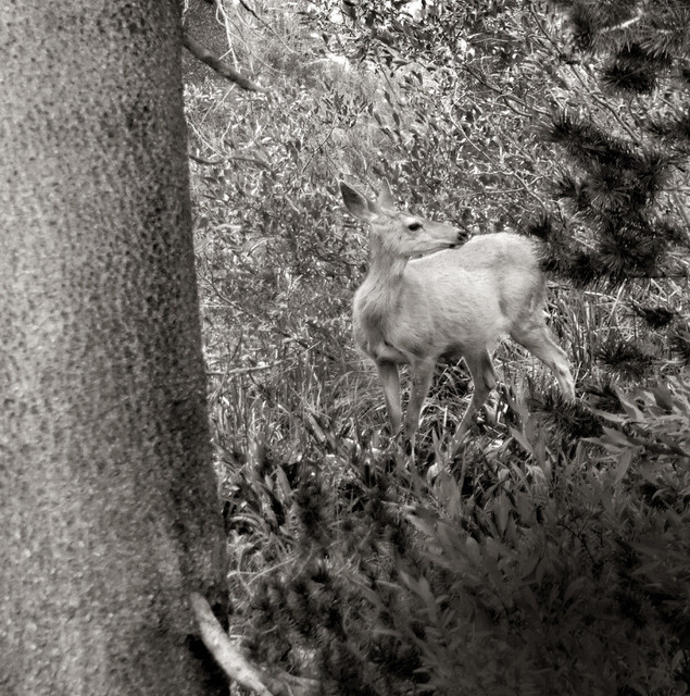 Deer in the Forest