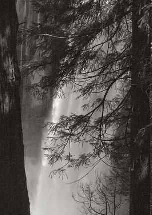 The Forest Beside Nevada Falls