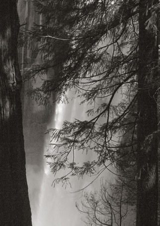 The Forest Beside Nevada Falls