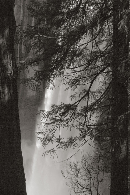 The Forest Beside Nevada Falls