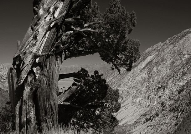 Old Juniper