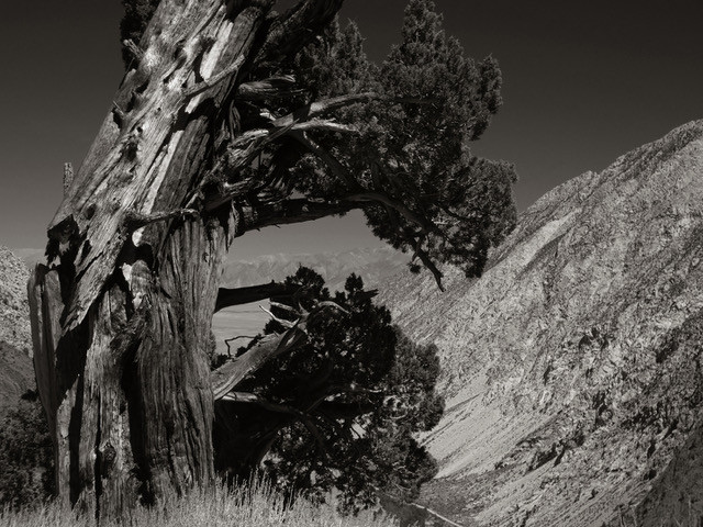 Old Juniper