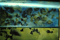 GRATALOUP - 1970 - LEAVES IMPRINTS ON SOFT PLASTIC SHEETS