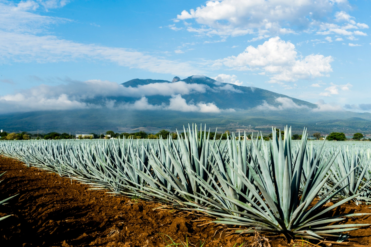 Agave sample stock.webp