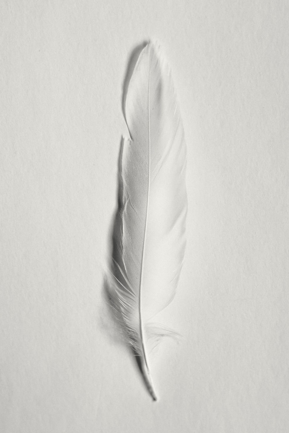 Seeing White Feathers? What the Angels Are Trying to Tell You