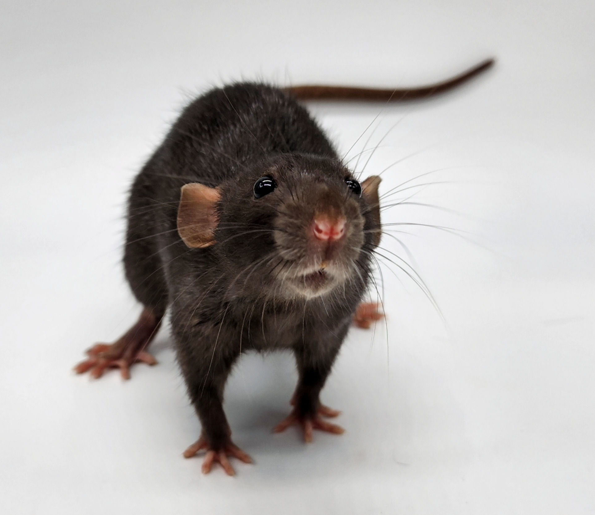 ZEN Geneva & Paris - Sister Duo