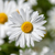 A Simple Country Remedy: Daisy Water for Hay Fever & Tired Eyes
