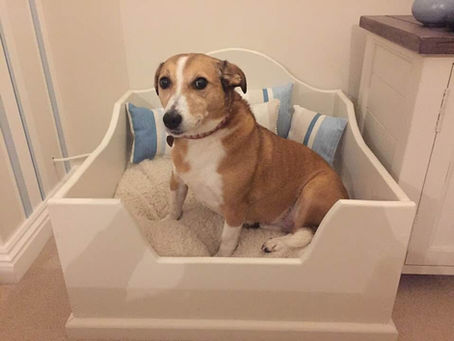 The joy of having a Rescue Dog
