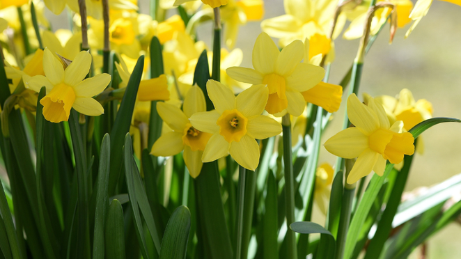Spring daffodils in the sun