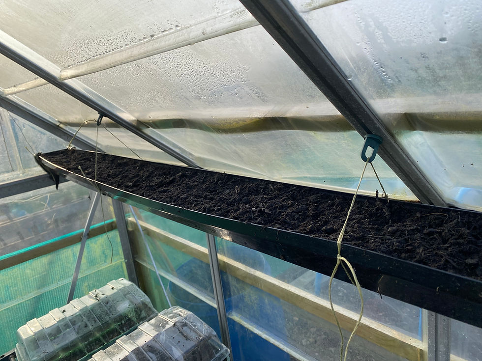 peas plated in guttering and suspended in the greenhouse to avoid mice eating the seed