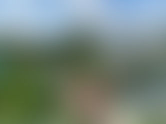 Allotment Jobs for August: Harvest, Sow, and Prepare for Autumn