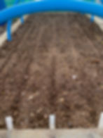 planting Carrots and Garlic in a bed together ( companion planting)