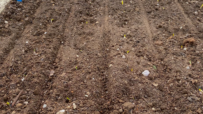 Companion Planting Carrots and Garlic