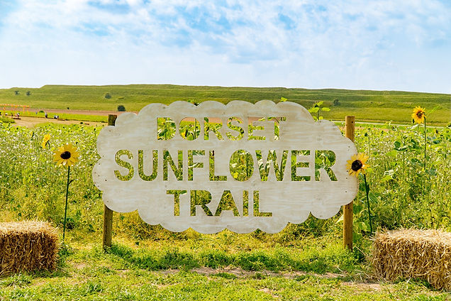 Dorset sunflower trail