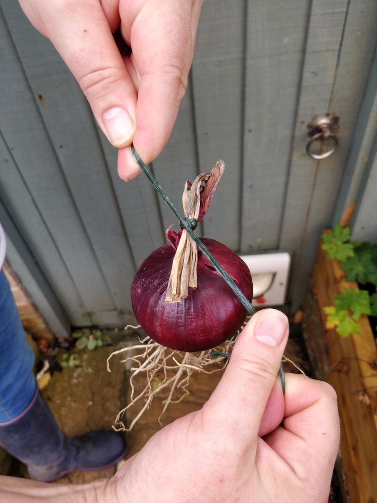 How to String Onions