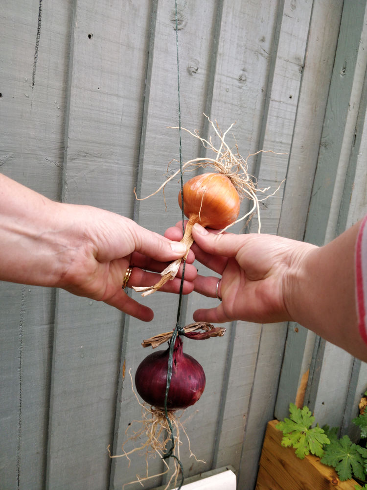 How to String Onions