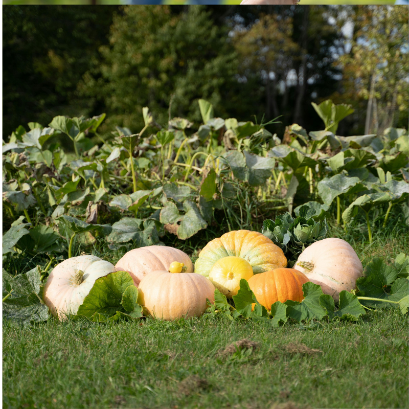 Getting the Allotment Ready for Autumn