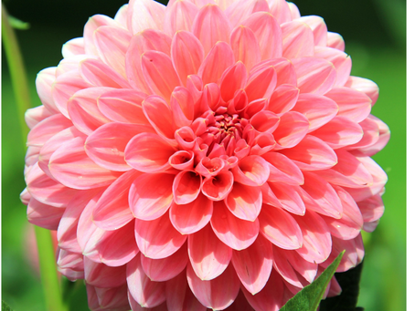 Growing Dahlias