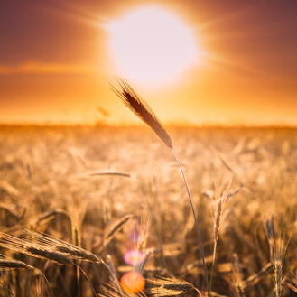 🌞 Summer Wellness: Your Guide to Feeling Great All Season Long