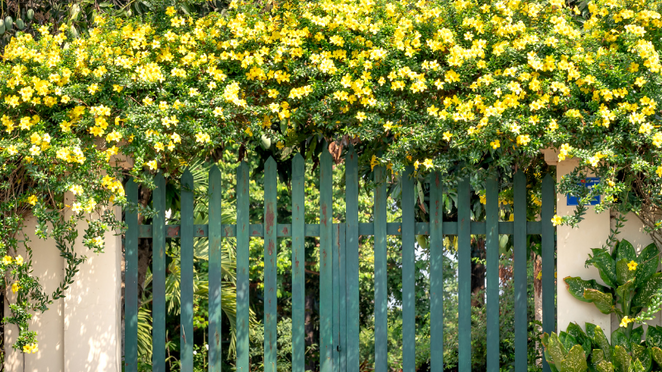 Tackling An Overgrown Garden