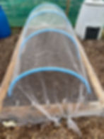 carrot bed covered in mesh at the allotment