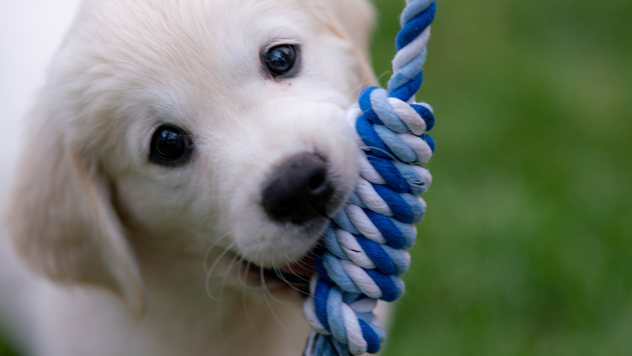 How To Prepare Your Home For A New Furry Friend