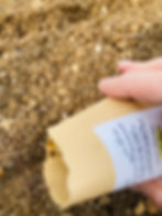 Carrot seeds Nantes from Yorkshire seeds