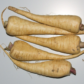 Growing Parsnips on My Allotment: A Test of Patience (and Faith)