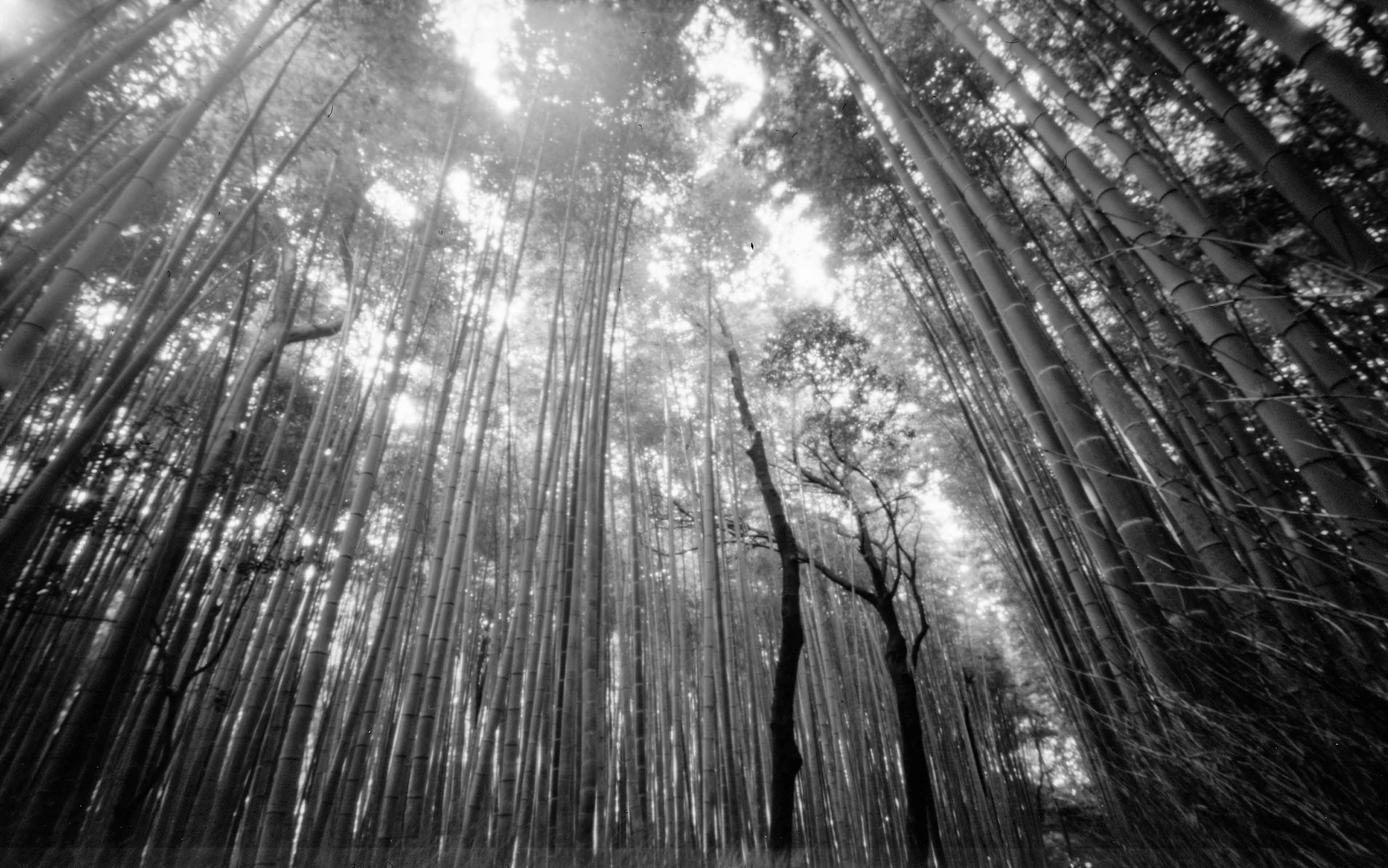 嵯峨野 嵯峨野の竹林。