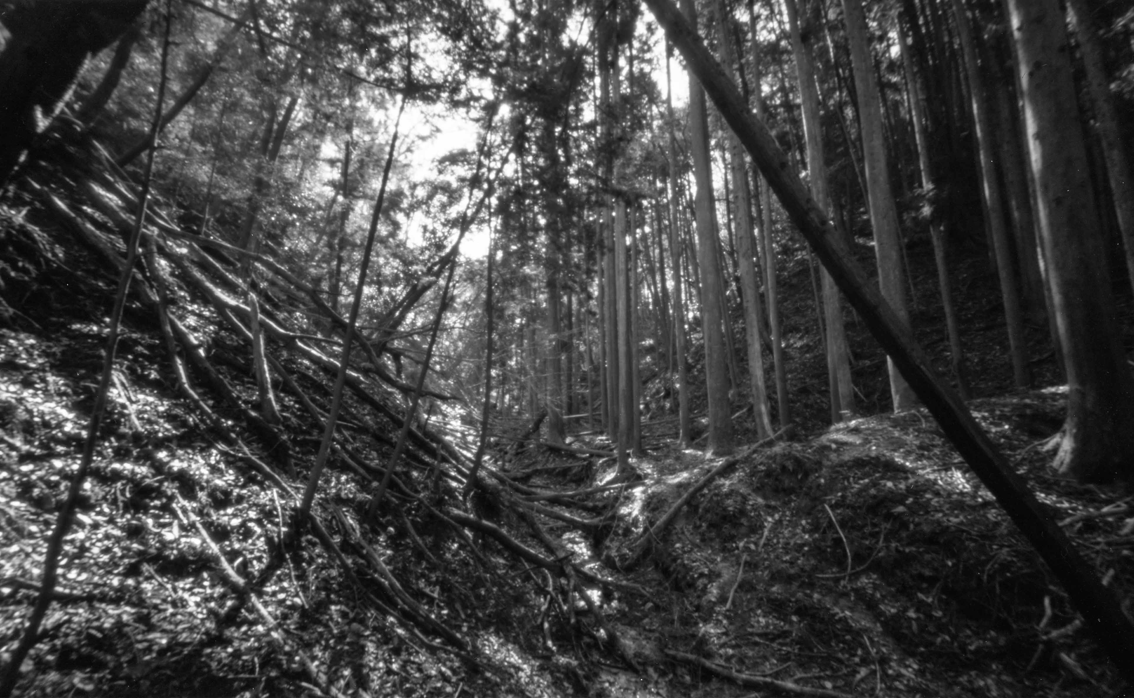 白川源流。