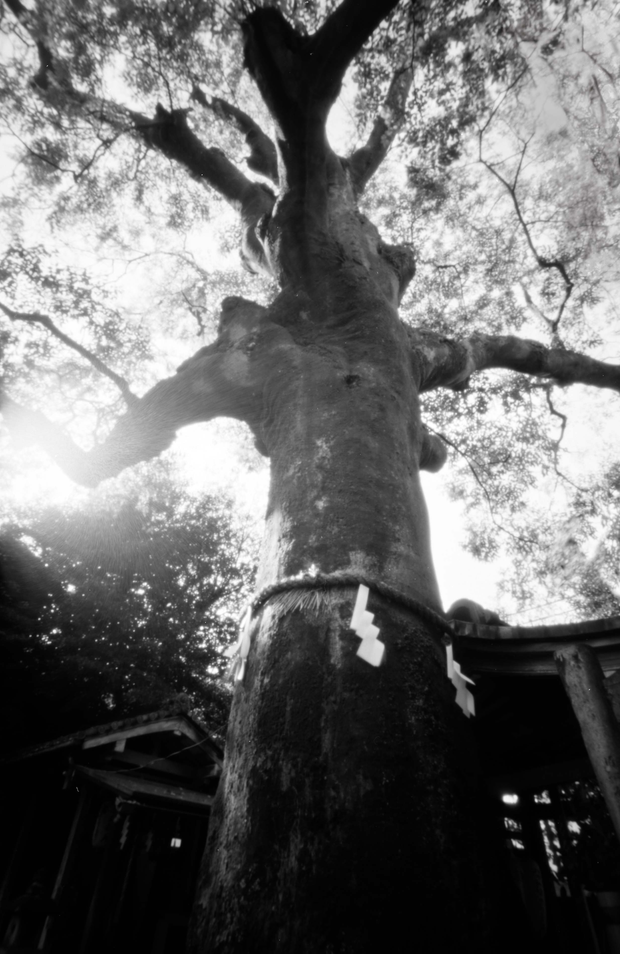 武信稲荷神武信稲荷神社 樹齢約850年の榎の木