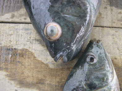 Sanidade_figura1.gif