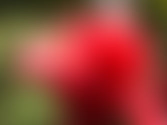 Le Costa Rica. Naturellement.