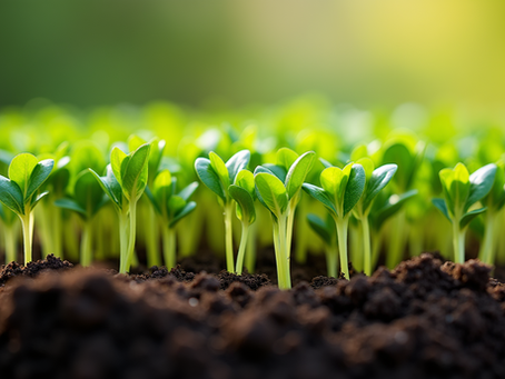 Microgreens: Nutrient-Dense Superfoods for Your Meals