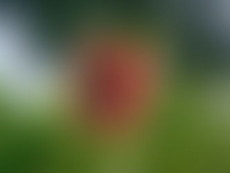 LocalTea shop je nu op Kyndly