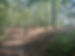LandClearing.jpg
