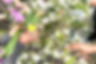 Hands holding different flowers over a table
