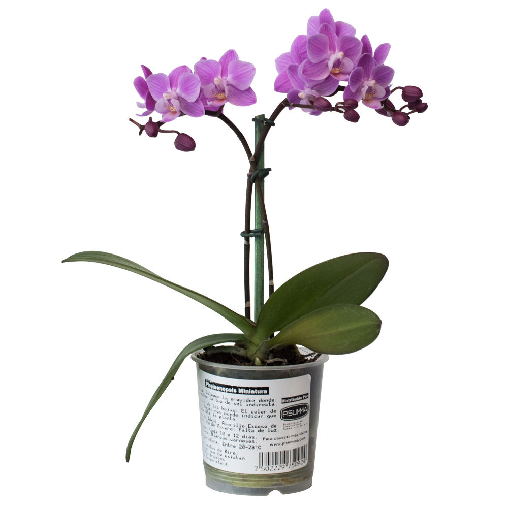Orquídea Phalaenopsis Mini