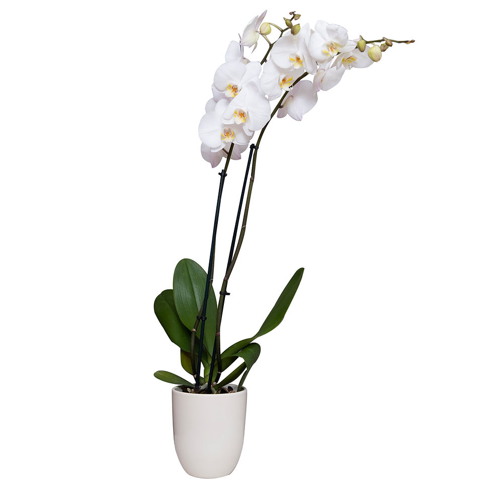 Miniatura: PISUMMA | Orquidea Phalaenopsis de 2 Varas con Maceta de Cerámica