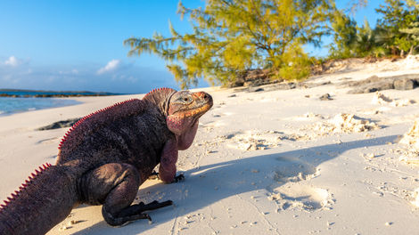 Iguanas Bitter Guana Cay.jpeg