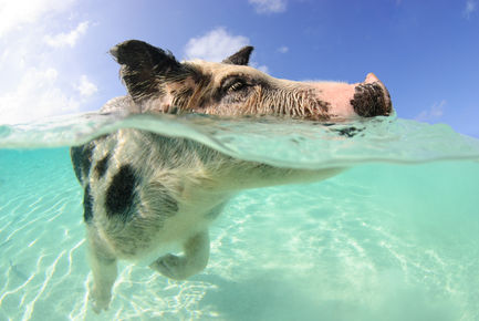 Swimming Pigs.jpeg