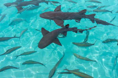 sharks compass cay.jpeg