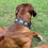 Thumbnail: Pyrite Collar