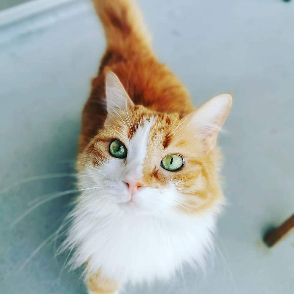 Chat