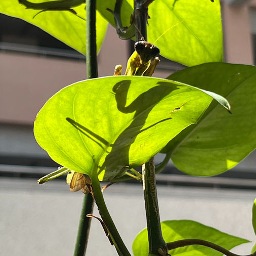 Forget your assumptions:日光底下皆新事