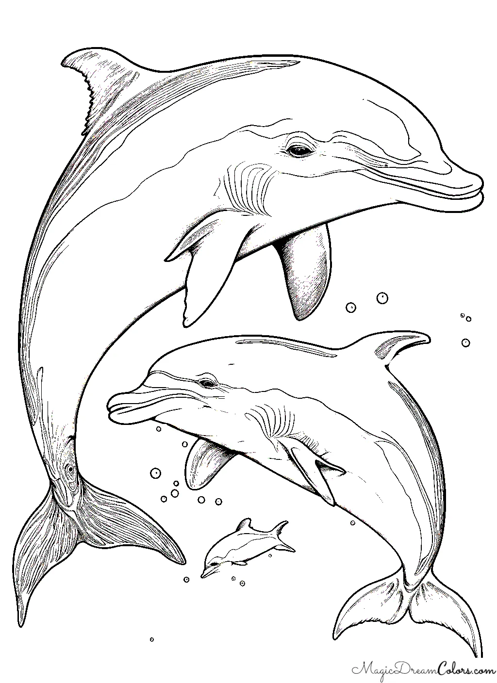 Dolphin free colouring page