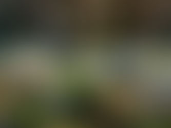 Life, Lately: Rooting on New Ground