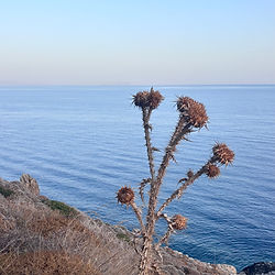 Dried coastal plant with blue sea and sky