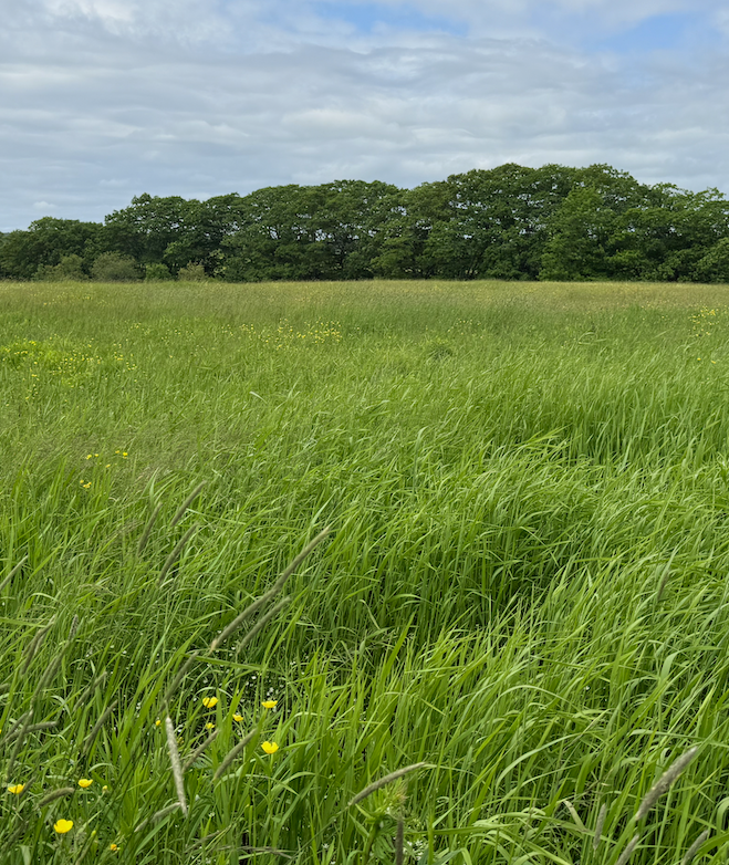 Poolesville-field_2025_NWhitney_IMG_1407