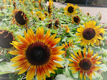 ご来所時のお願い